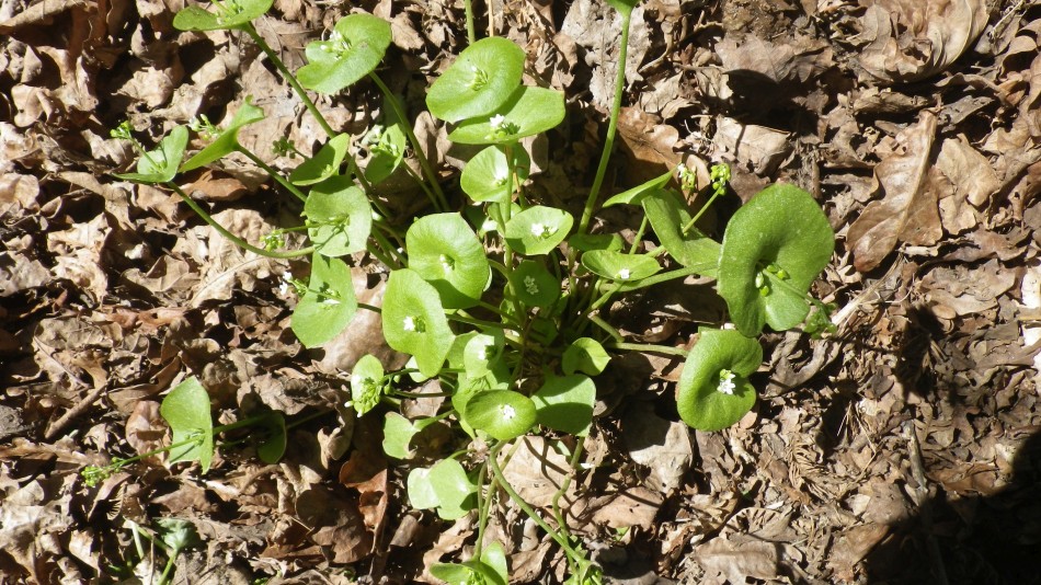 2017-05-10 11 Edible Claytonia perfoliata Miners lettuce Winter purslane.jpg